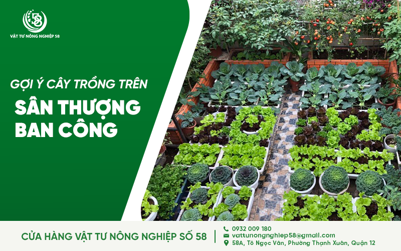 GỢI Ý CÂY TRỒNG TRÊN SÂN THƯỢNG, BAN CÔNG